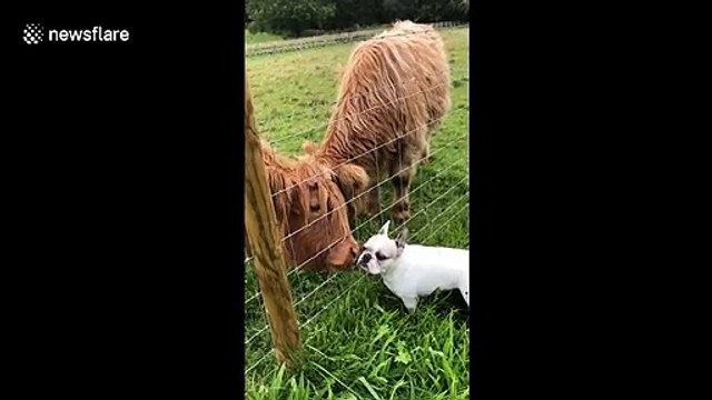 Bisous de vaches à un petit chien.. il se fait lécher le visage !