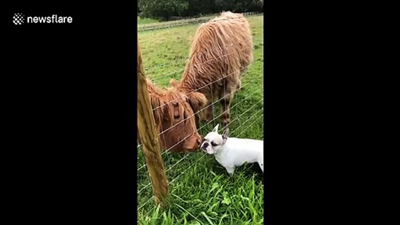 Bisous de vaches à un petit chien.. il se fait lécher le visage !