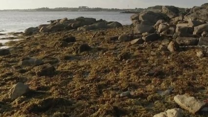 Sciences - Les algues vertes sous le microscope