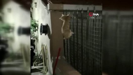 Evin balkonundan düşüp demir korkuluklara saplanan kedinin inanılmaz kurtuluşu kamerada
