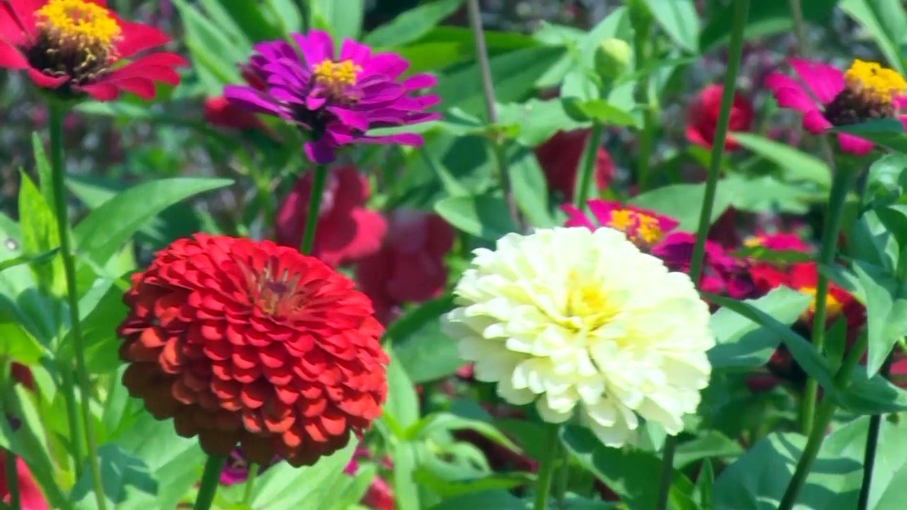 Thoại Sơn - NTM