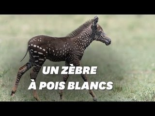 Ce petit zèbre tacheté sans rayure fait sensation au Kenya