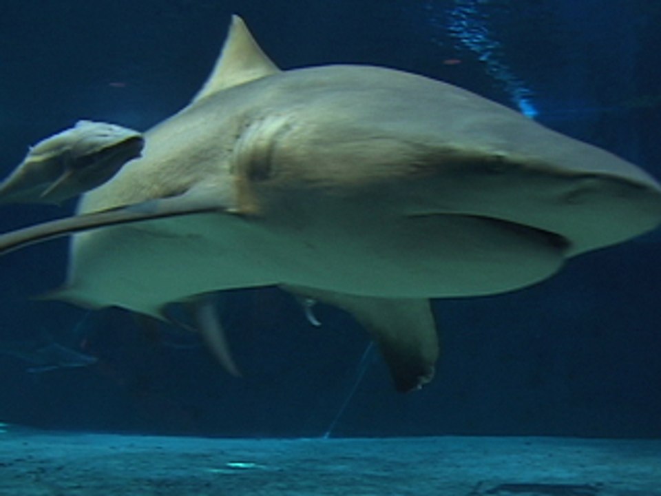 Okinawa, Japan 10: Ocean Expo Park and Churaumi Aquarium