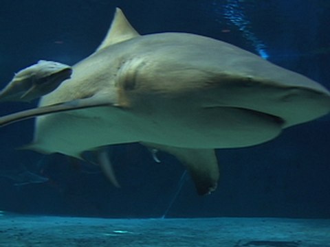 Okinawa, Japan 10: Ocean Expo Park and Churaumi Aquarium