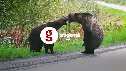 İki ayının kavgası viral oldu