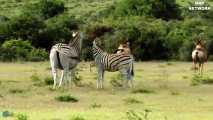 Amazing! Lion attacks Leopard to capture The Prey, Best unexpected raids and battles