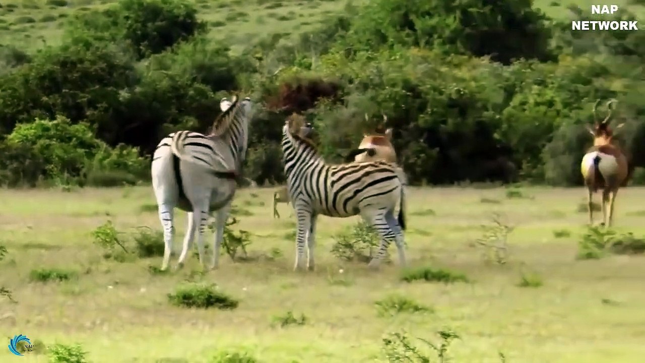 Amazing! Lion attacks Leopard to capture The Prey, Best unexpected raids and battles