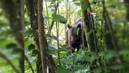Fındıklıkta tele takılan ayı kurtarıldı
