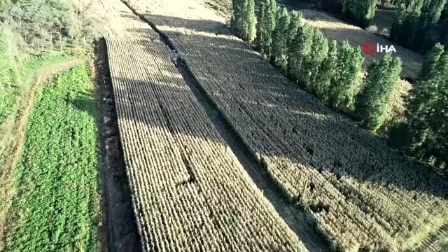 Silajlık mısırı soğuk hava vurdu...Hasat yapılan tarlalar havadan görüntülendi