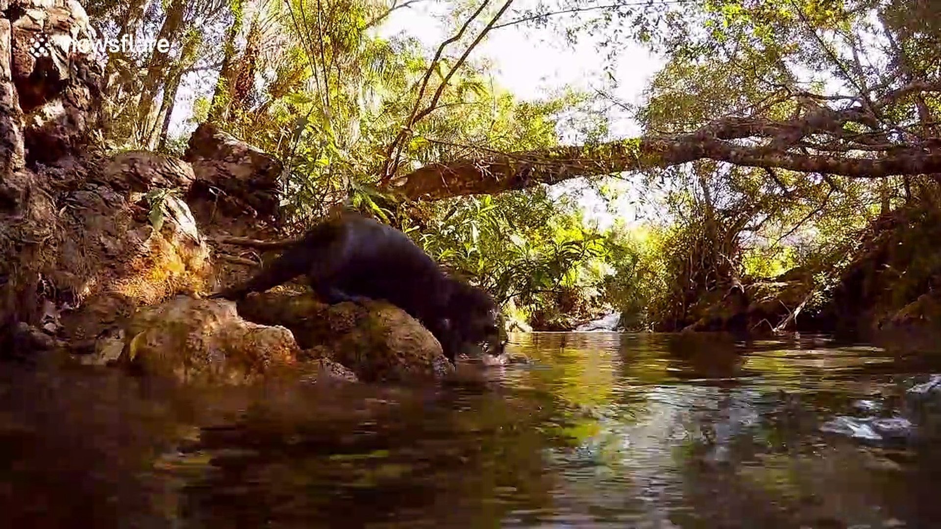 ⁣Anacondas, otters and piranha: Diver records close encounters with Brazil's freshwater creature