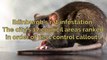 Rat infestation - Edinburgh's 17 council areas ranked in order of pest control pest callouts