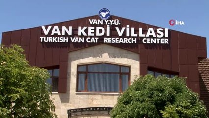 Dünyaca ünlü Van kedilerine ziyaretçi akını