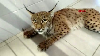 Afyonkarahisar pompalı tüfekle vurulan vaşak, kurtarılamadı