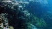 Komor jövőt hoz az óceánoknak a klímaváltozás