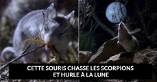 La « souris sauterelle » : la souris carnivore qui résiste au venin de scorpion et hurle à la lune
