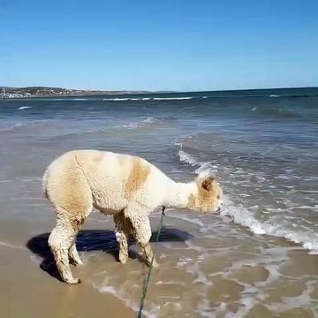 Vacances de ouf pour ce lama qui veut coute que coute nager.. ESSAYEZ DE NE PAS RIRE... 