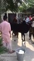 Cow Qurbani | Funny Compilation of Cow Running in Karachi Road | Eid Ul Adha 2018 & 2019