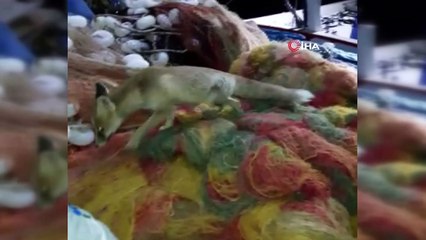 Balıkçı ile tilkinin dostluğu görenleri şaşırttı