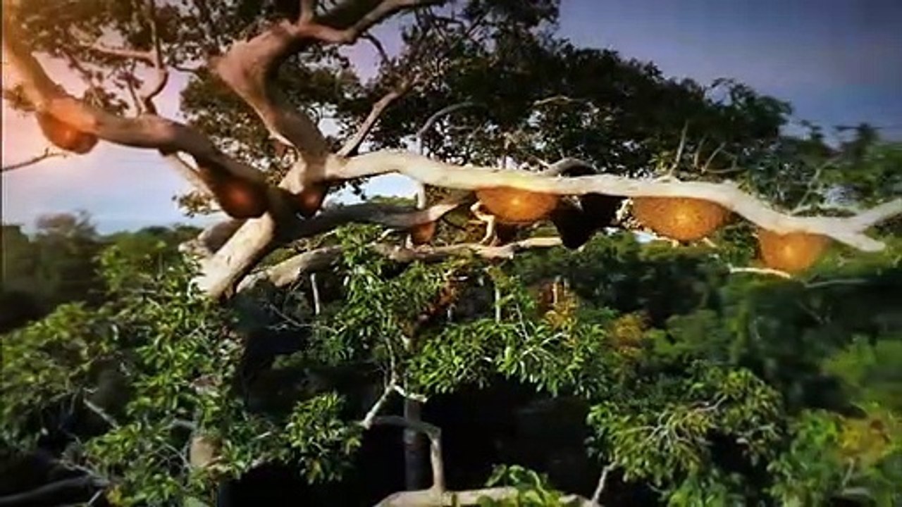 Les Maîtres des Abeilles