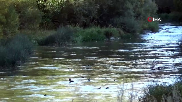 Kuyucuk Gölü kurudu, Kars Çayı yaban ördeklerinin yaşam alanı oldu