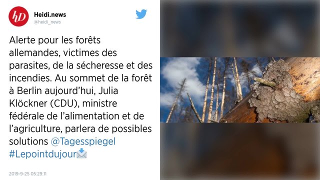 Un tueur silencieux de quelques millimètres ravage les forêts allemandes