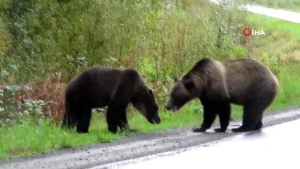 - Kanada'da İki Ayı Birbirine Girdi
