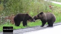 Yol ortasındaki ''ayı'' kavgası kameralara takıldı