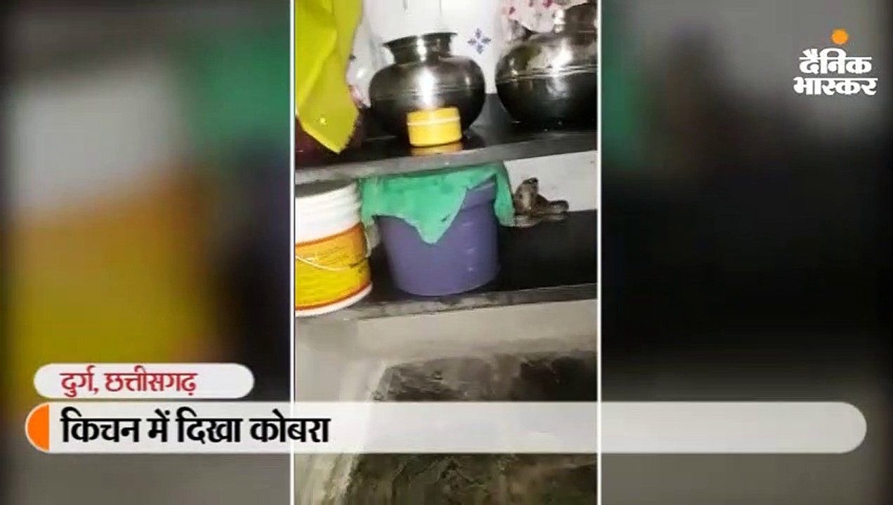 किचन में दिखा कोबरा, डर की वजह से घर के बाहर जागकर काटी रात
