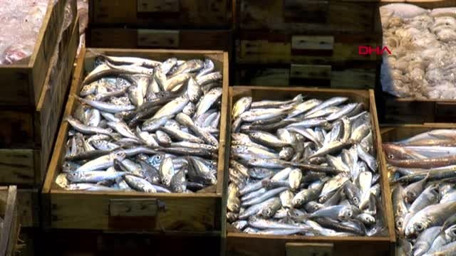 Antalya denizlerdeki tehdit 'balon balığı'