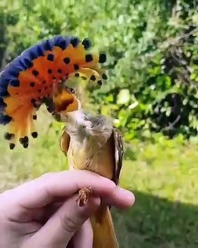 Il n'y aucun doute cet oiseau est unique est majestueux ! Voici un qui va faire fondre la toile 