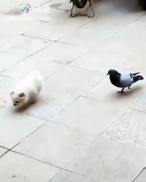 Une complicité très inattendue entre ce chien et cet oiseau fait applaudir le web