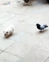 Une complicité très inattendue entre ce chien et cet oiseau fait applaudir le web