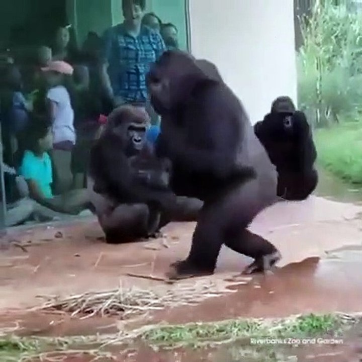 À ce qu'il paraît les gorilles n'aiment pas du tout la pluie