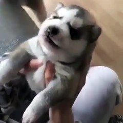 la belle vidéo du jour ! Ce chiot fait le loup et le résultat est juste hilarant 