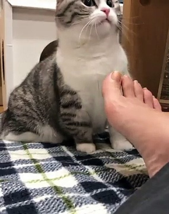 Après avoir senti les pieds de sa maîtresse ; ce chat adopte une position qui vous fera pleurer de rire 