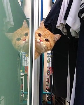 Mission impossible ! Ce chat est un véritable espion. Il va vous faire mourir de rire