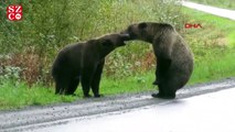 Kanada'da ayıların yol ortasında kavgası böyle görüntülendi