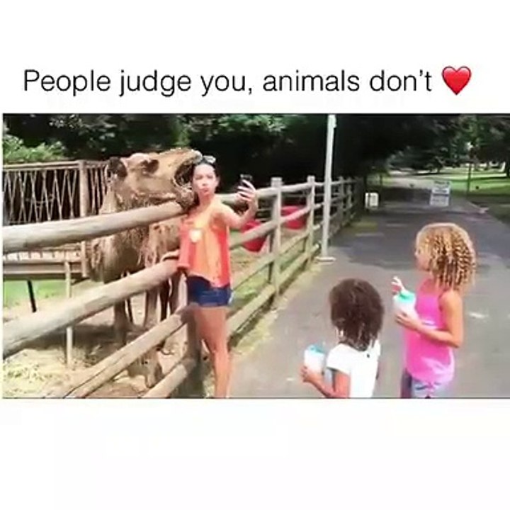 Découvrez le tableau "tendresse animaux/humain". Regardez cette série de vidéo qui montre des moments de tendresse entre les animaux et les humains.