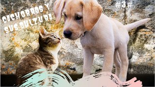 video gato y perro #3#