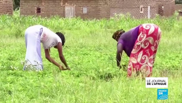 Lutte contre le paludisme : au Burkina Faso, des moustiques génétiquement modifiés