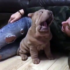 Une séance très marrante de bisous-bisous entre un chien et son maître