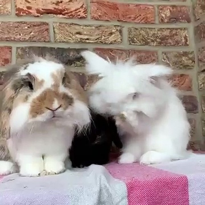 Ces deux lapins tout doux sont le duo le plus mignon!