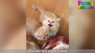 ♥Cutest Cat Ever - Most Adorable Kittens Compilation 2018♥ #9