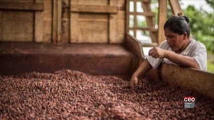 Global Demand for Tea, Cocoa and Coffee Booming