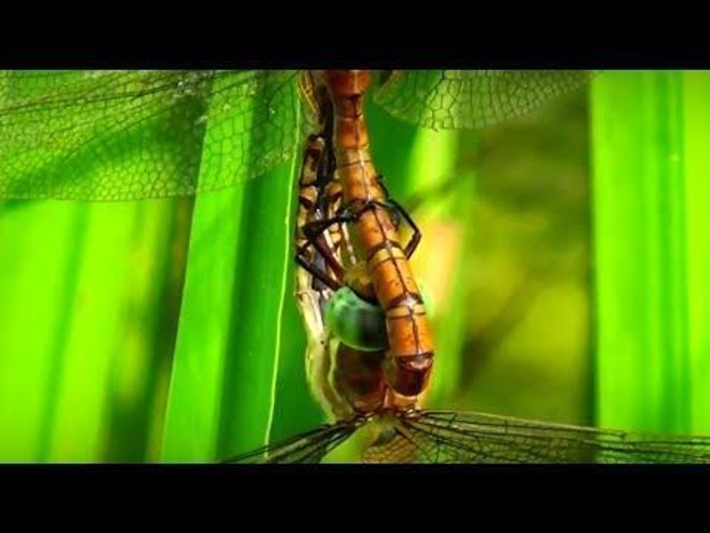 Green-Eyed Hawker Dragonfly Copulates Near Lake