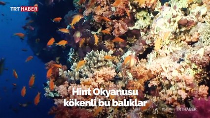 Denizlerdeki tehlike: Balon balığı