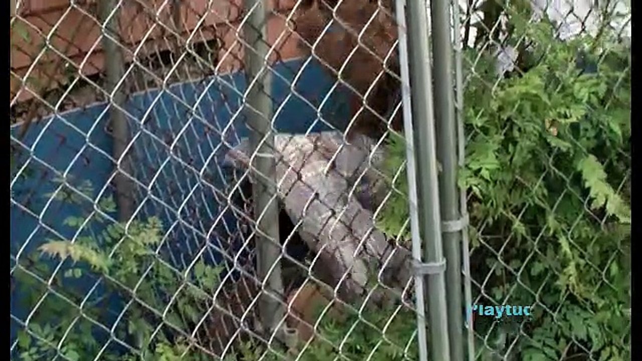 |Pitbulls|y|Convictos|Los|Perros|que|se|Robaron|Nuestro|Corazon