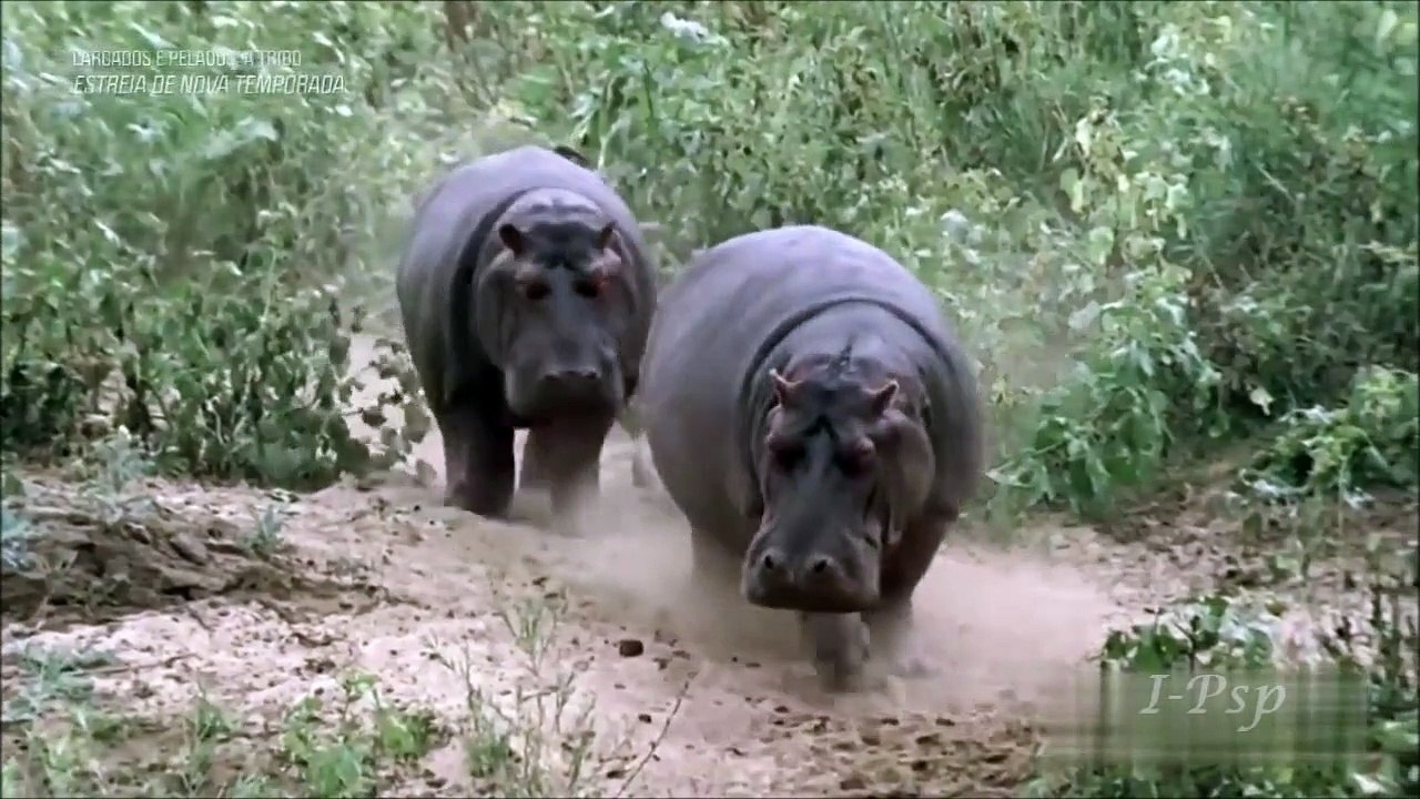 Largados e Pelados a Tribo (Veteranos) 2018 - 4ª Temporada - Ep 1