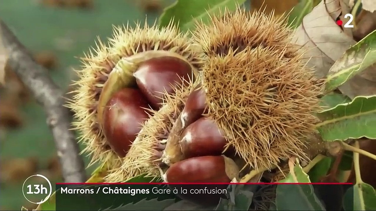 Alimentation : confusion entre marrons et châtaignes