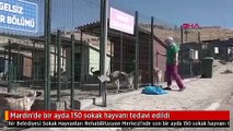 Mardin'de bir ayda 150 sokak hayvanı tedavi edildi